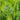 Platycladus Orientalis Tree close-up foliage