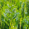 Platycladus Orientalis Tree