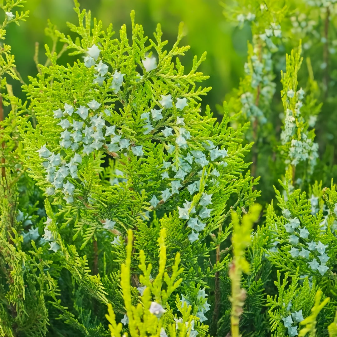 Platycladus Orientalis Tree