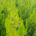 Platycladus Orientalis Tree