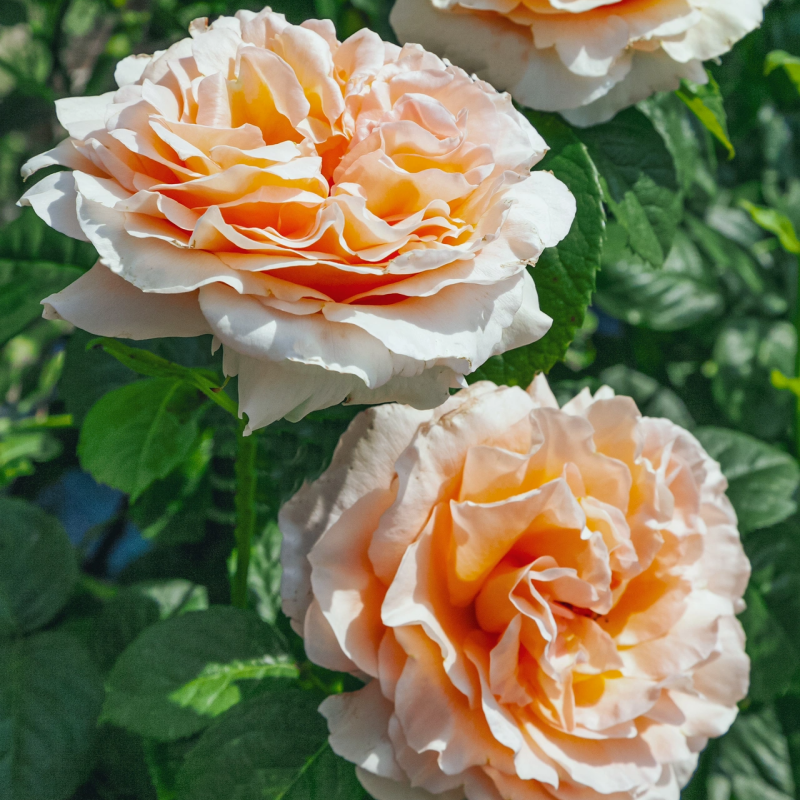 Polka Rose
