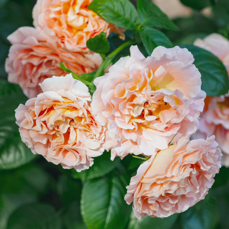Polka Rose