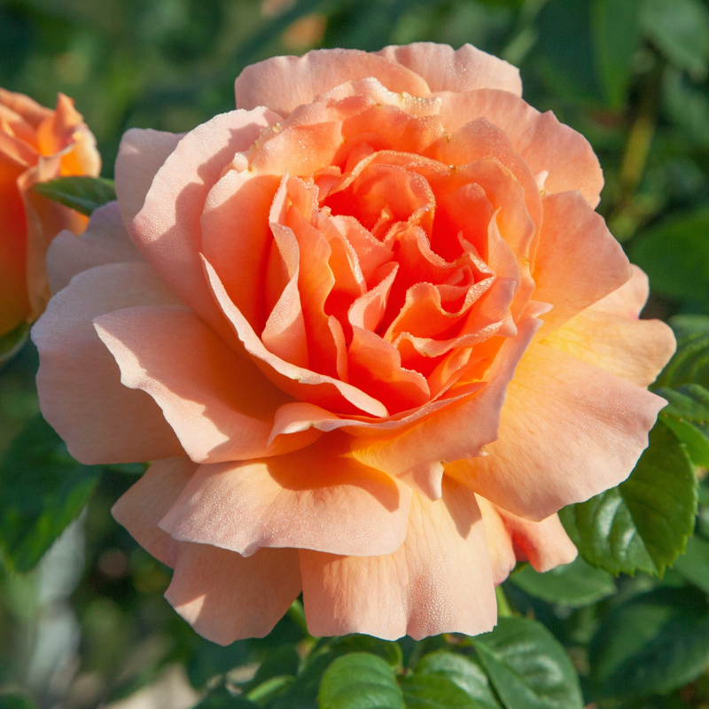 Polka Rose