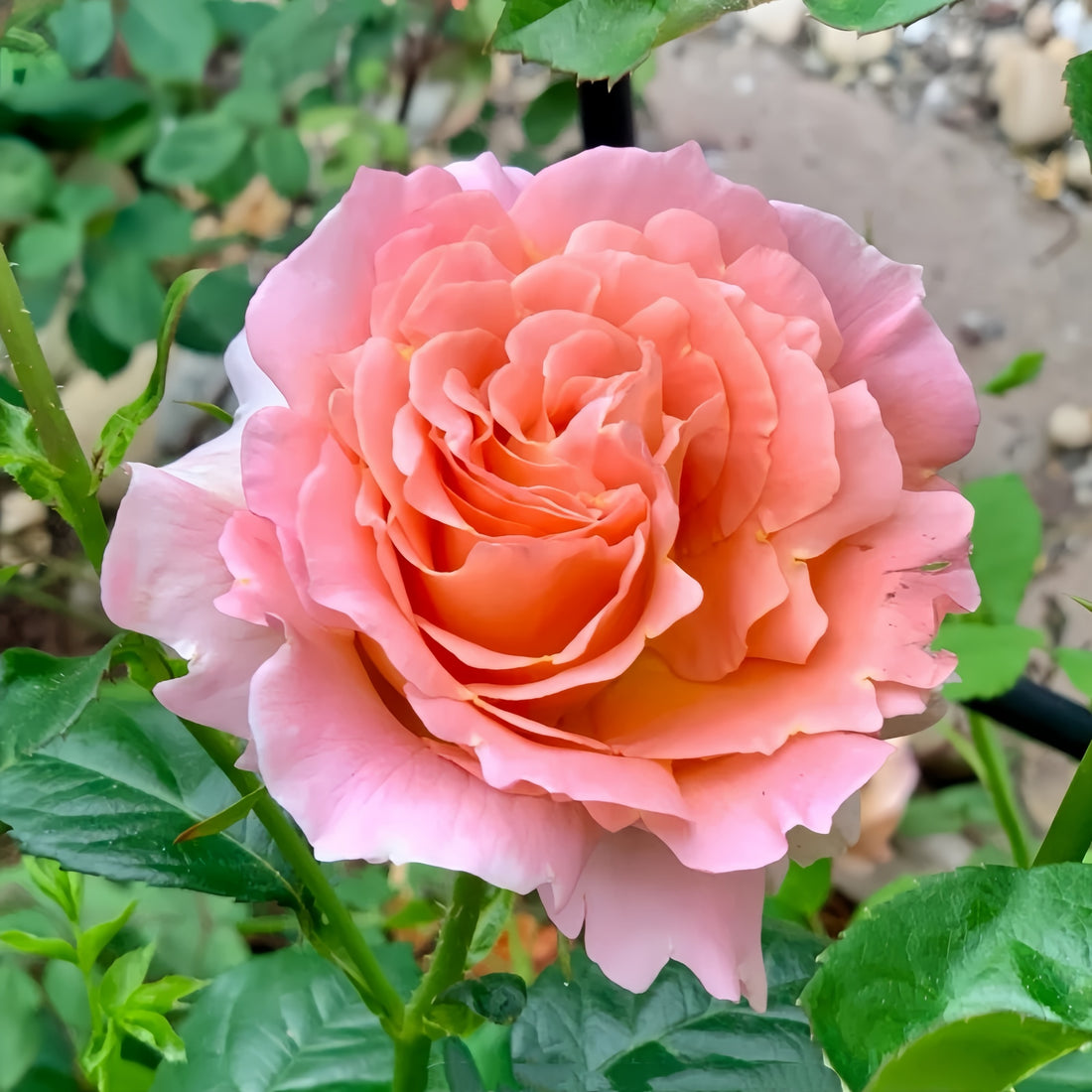 Polka climbing rose with large apricot blooms and old rose fragrance