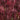 Pomegranate Red Japanese Maple Japanese Maple with seasonal foliage color