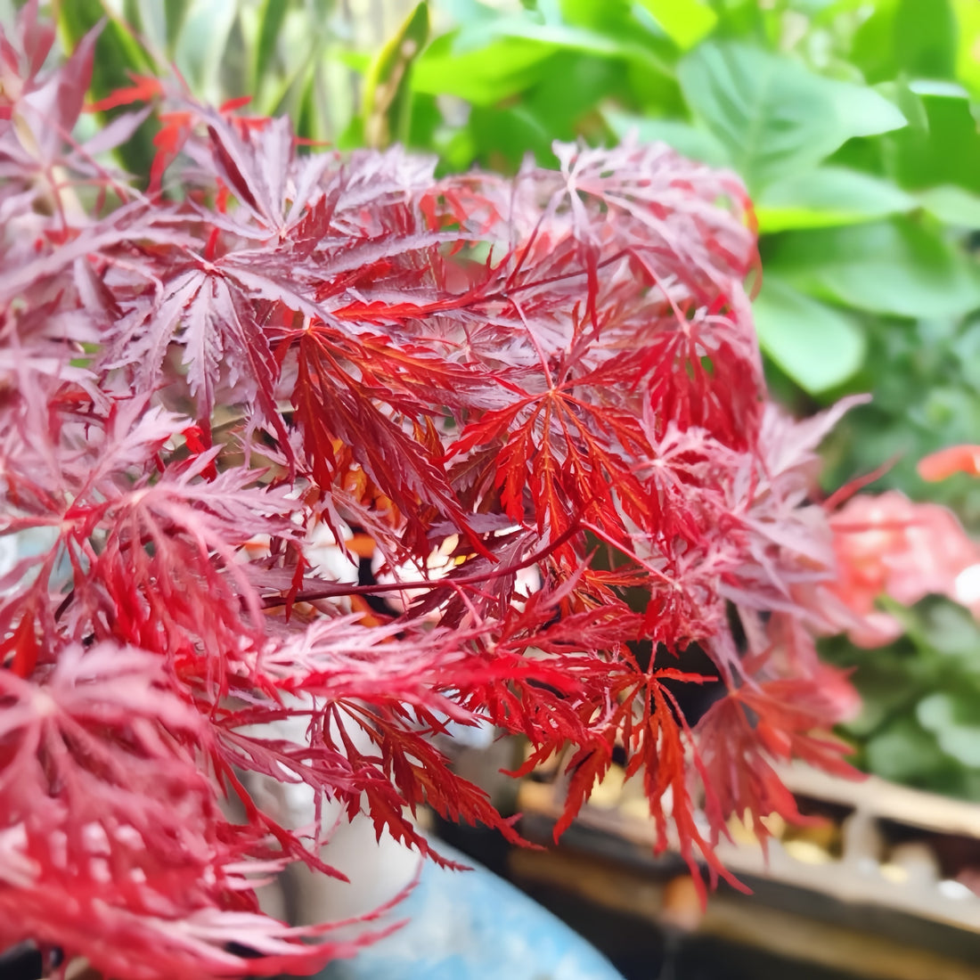 Pomegranate Red Japanese Maple