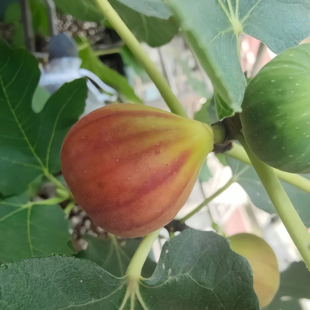 Ponte Tresa Fig Tree bearing sweet, seedless figs with thin skin