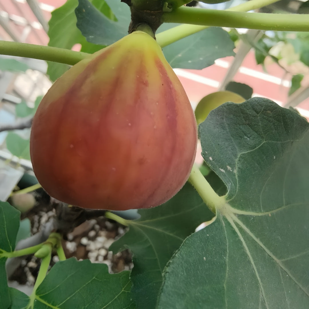 Ponte Tresa Fig Tree bearing sweet, seedless figs with thin skin