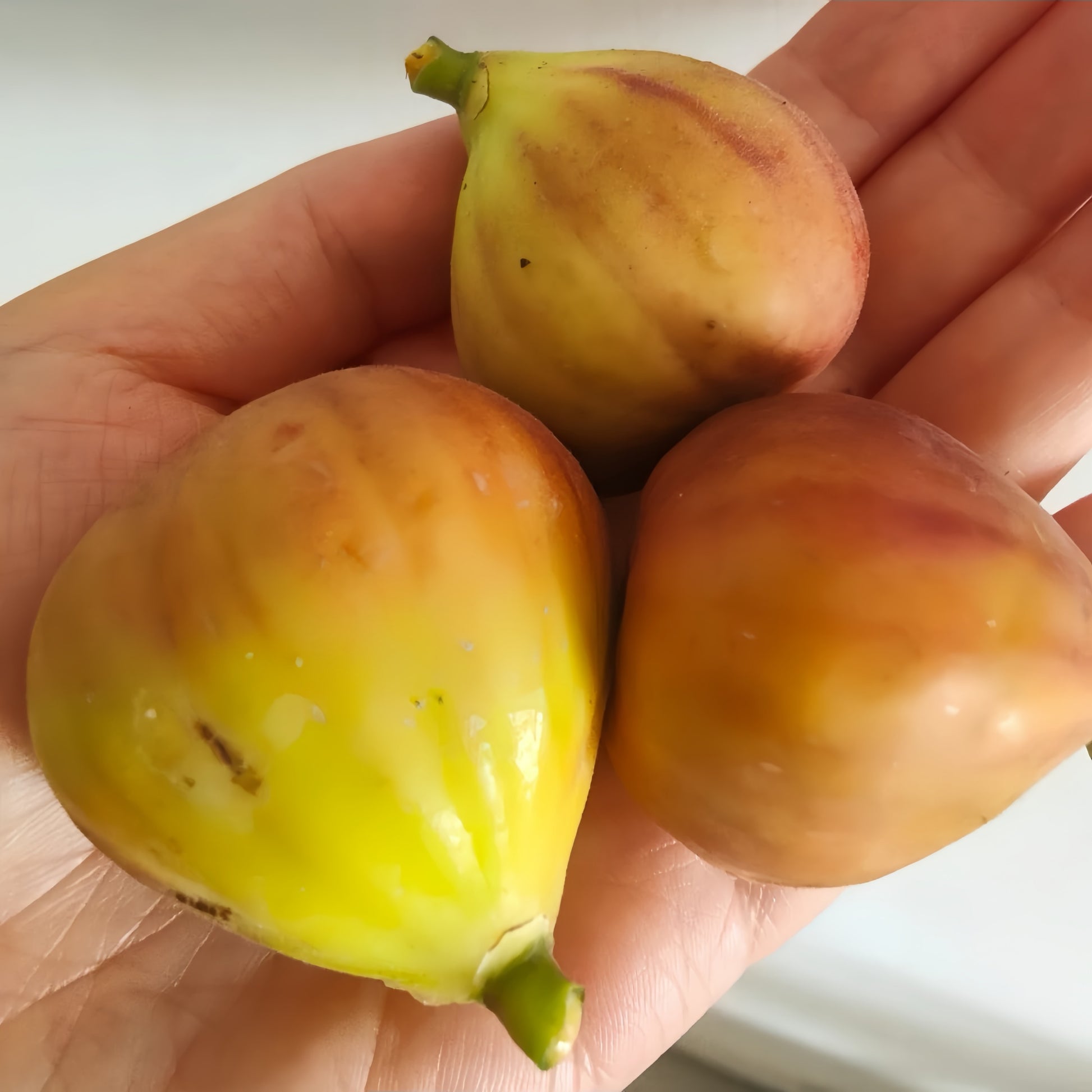 Ponte Tresa Fig Tree bearing sweet, seedless figs with thin skin
