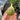 Ripe Ponte Tresa figs ready for harvest in summer sunlight