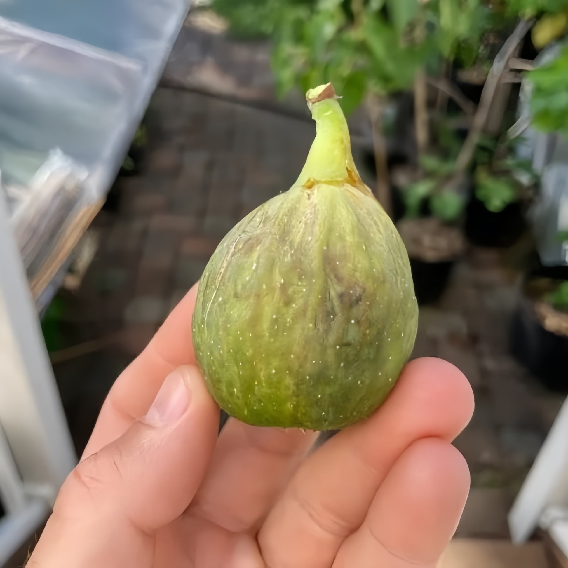 Ripe Ponte Tresa figs ready for harvest in summer sunlight