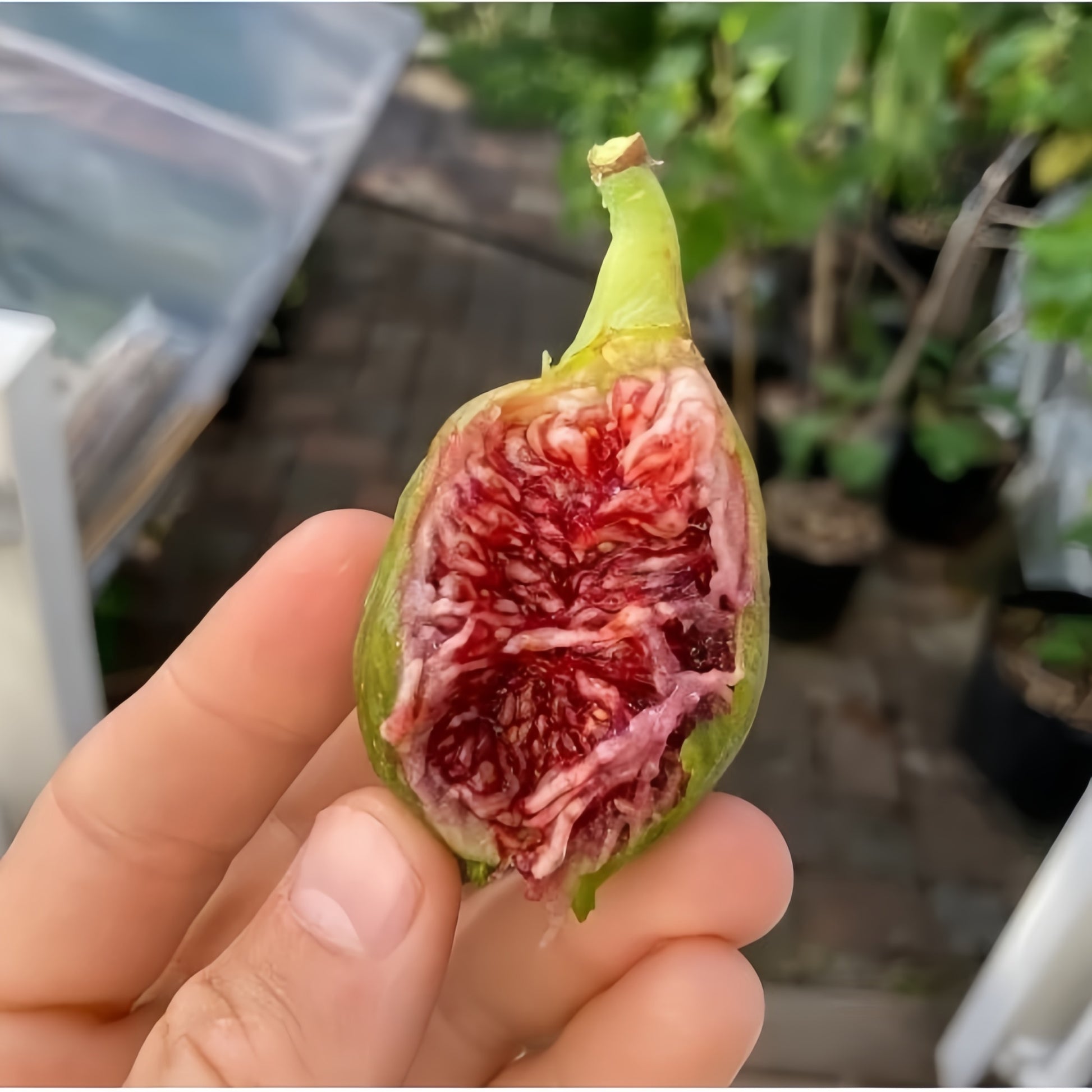 Ripe Ponte Tresa figs ready for harvest in summer sunlight