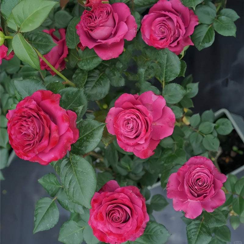 Precious Moments Rose