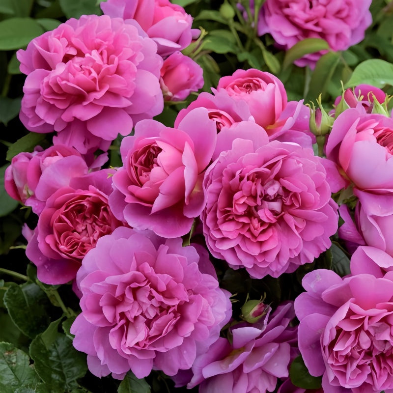 Princess Anne Rose