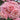 Princesse Charlène de Monaco Rose Plant garden rose with elegant blooms