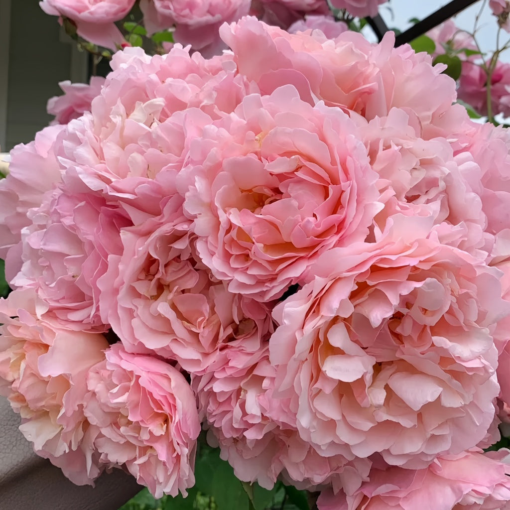 Princesse Charlène de Monaco Rose