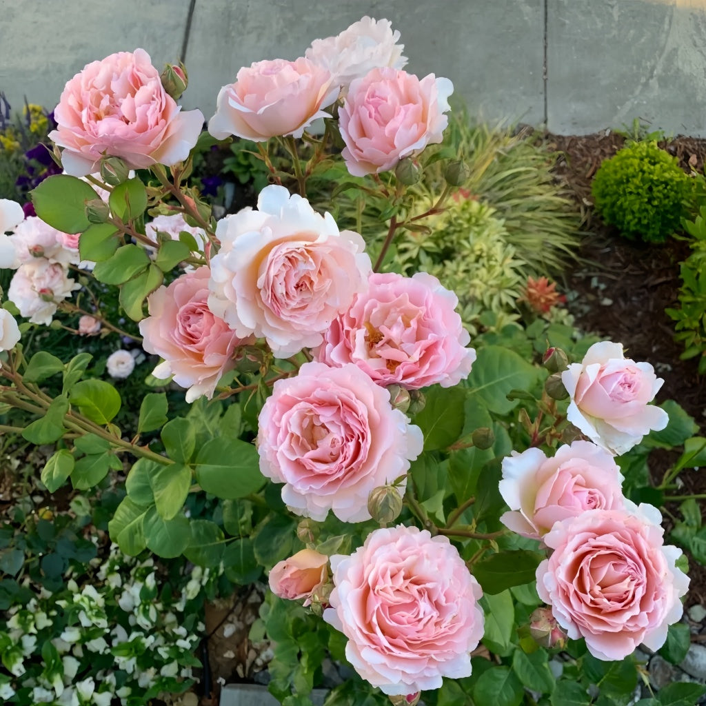 Princesse Charlène de Monaco Rose