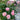 Princesse Charlène de Monaco Rose Plant shrub rose flowering in a sunny border