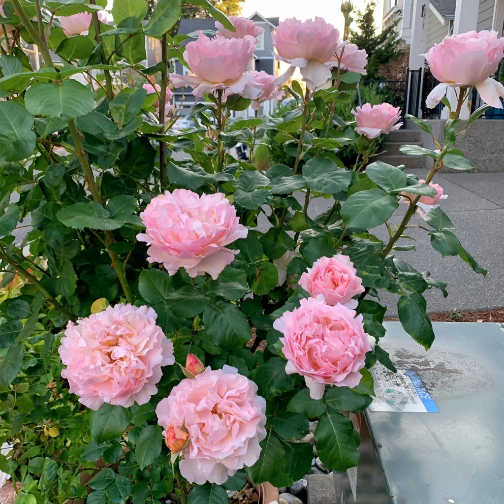 Princesse Charlène de Monaco Rose