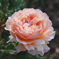 Princesse Charlène de Monaco Rose