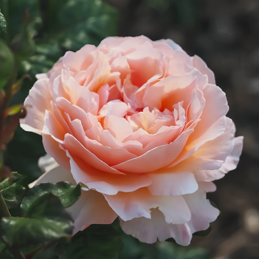 Princesse Charlène de Monaco Rose