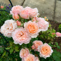 Princesse Charlène de Monaco Rose