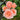 Princesse Charlène de Monaco Rose Plant shrub rose flowering in a sunny border