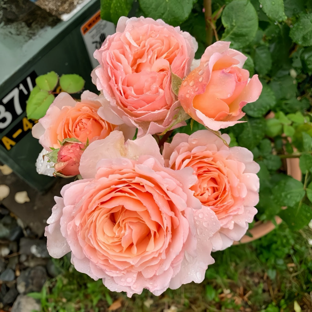 Princesse Charlène de Monaco Rose