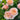 Princesse Charlène de Monaco Rose Plant garden rose with elegant blooms
