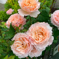 Princesse Charlène de Monaco Rose