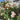 Princesse Charlène de Monaco Rose Plant close-up of densely petaled flower