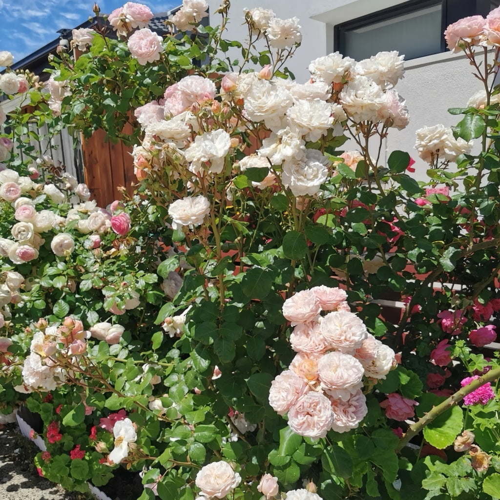 Princesse Charlène de Monaco Rose