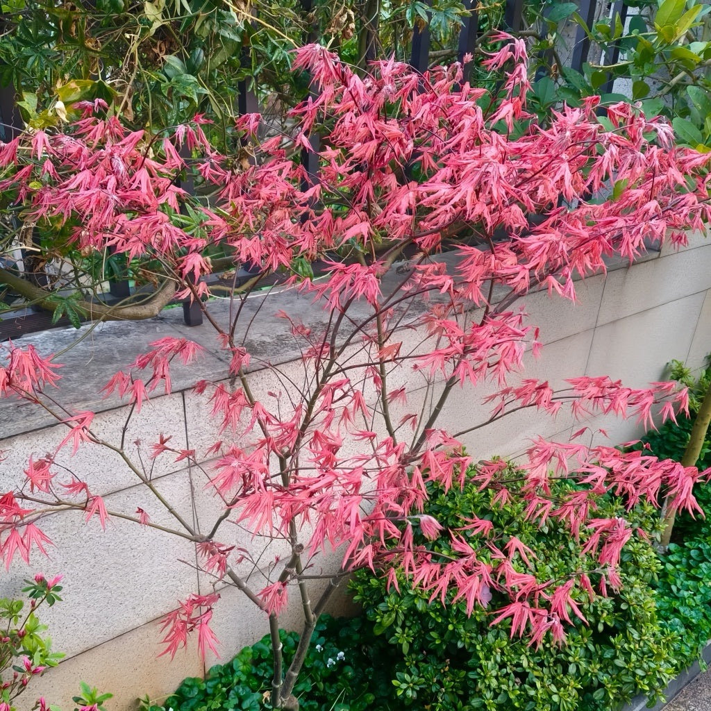 Acer palmatum 'Purple Ghost' Maple Trees(4~5FEET)