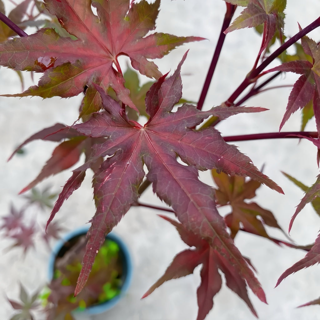 Acer palmatum 'Purple Ghost' Maple Trees(4~5FEET)