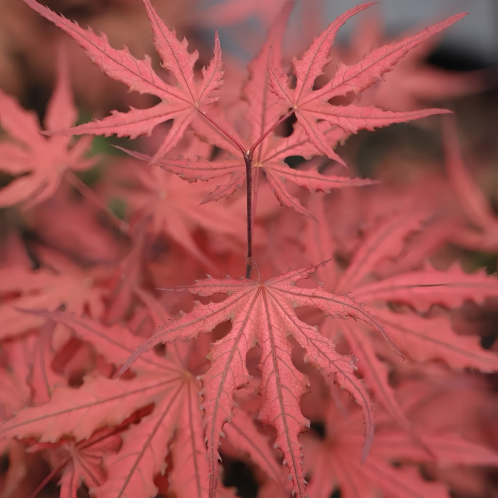 Acer palmatum 'Purple Ghost' Maple Trees