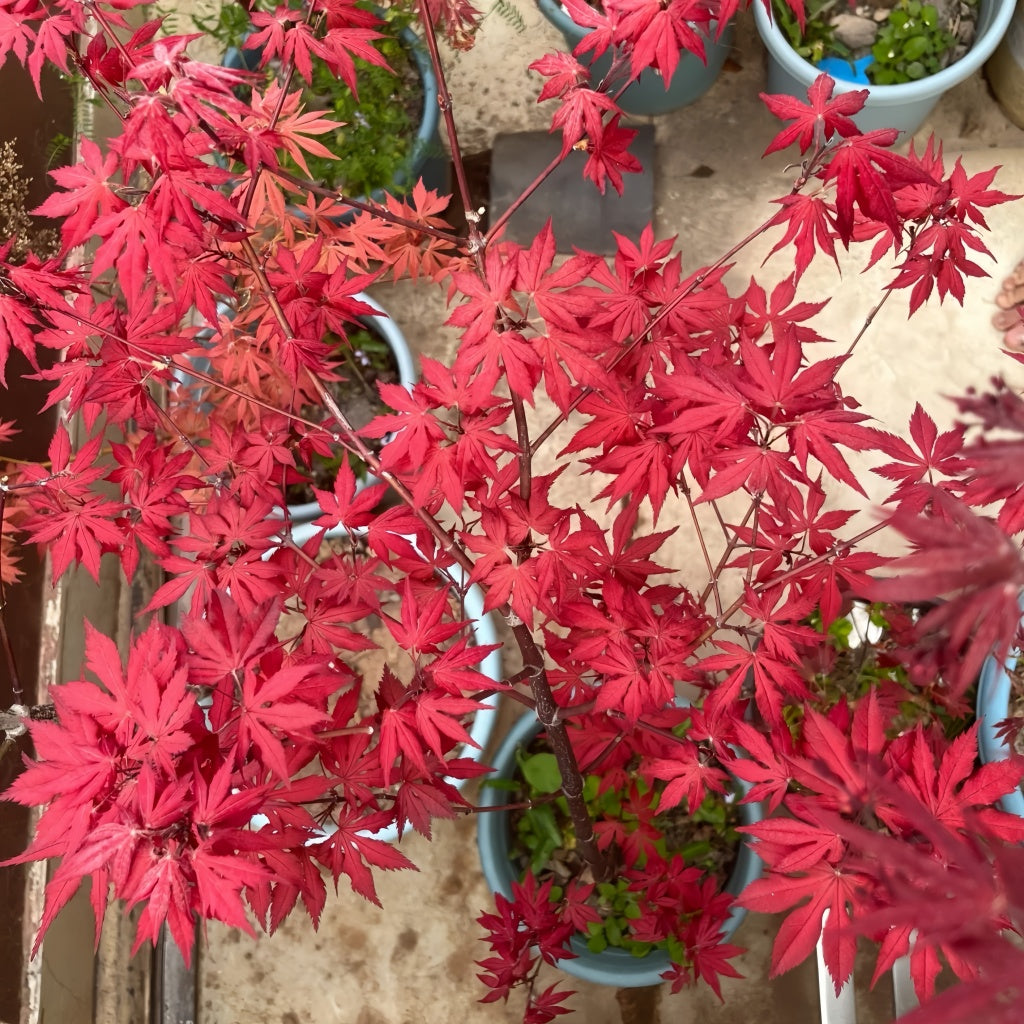 Acer palmatum 'Purple Ghost' Maple Trees