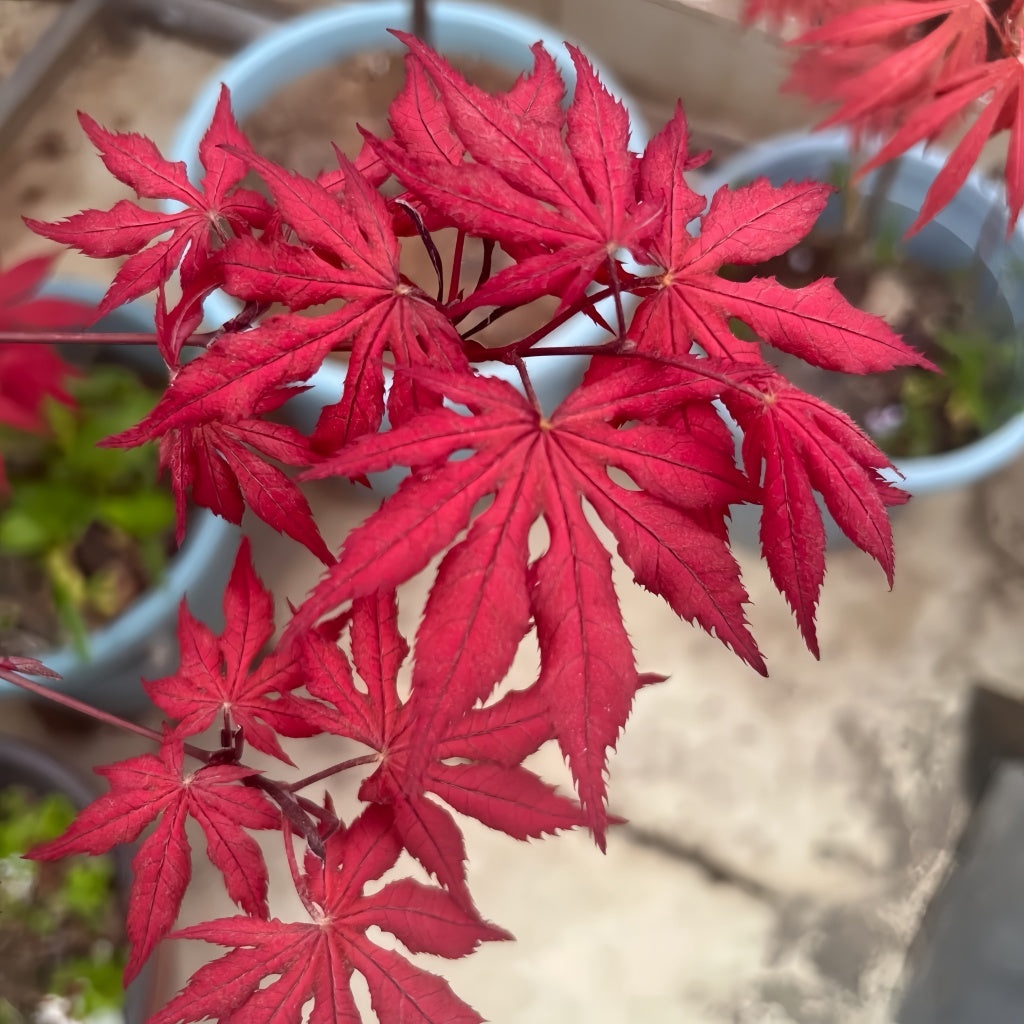 Acer palmatum 'Purple Ghost' Maple Trees