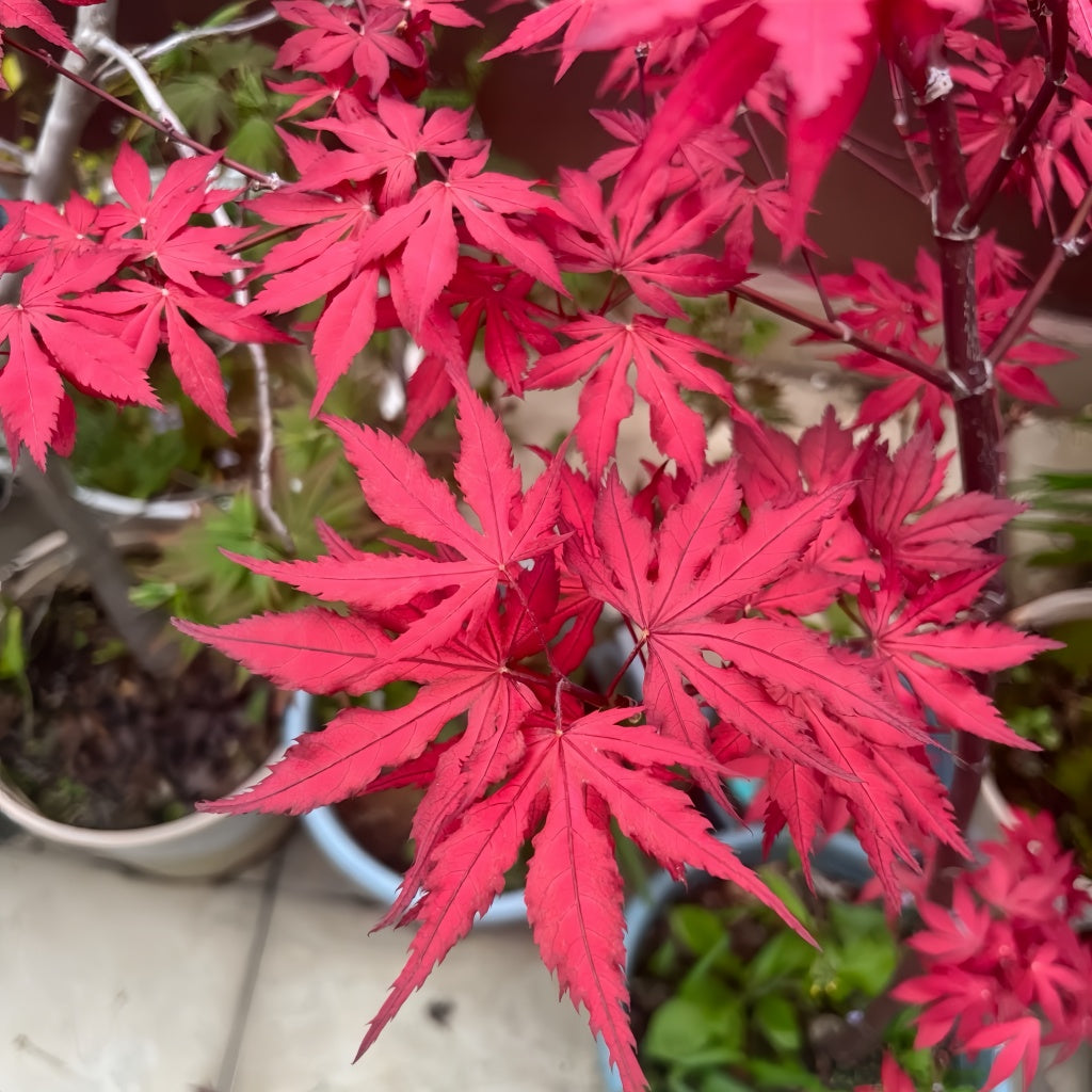 Acer palmatum 'Purple Ghost' Maple Trees