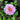Qiu Weng Yu Xian Peony – layered pink chrysanthemum-form bloom with purple-blushed buds and dark-purple floral center.