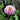 Qiu Weng Yu Xian Peony – layered pink chrysanthemum-form bloom with purple-blushed buds and dark-purple floral center.