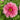 Qiu Weng Yu Xian Peony – layered pink chrysanthemum-form bloom with purple-blushed buds and dark-purple floral center.