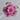Qiu Weng Yu Xian Peony – layered pink chrysanthemum-form bloom with purple-blushed buds and dark-purple floral center.