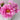 Qiu Weng Yu Xian Peony – layered pink chrysanthemum-form bloom with purple-blushed buds and dark-purple floral center.