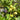 Rainbow Fig Tree BNR with striped yellow-green to purple-red fruit