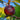 Rainbow Fig Tree BNR with striped yellow-green to purple-red fruit