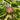 BNR Rainbow fig tree in full sun with multiple fruits per node