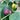 BNR Rainbow fig tree in full sun with multiple fruits per node