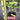 BNR Rainbow fig tree in full sun with multiple fruits per node