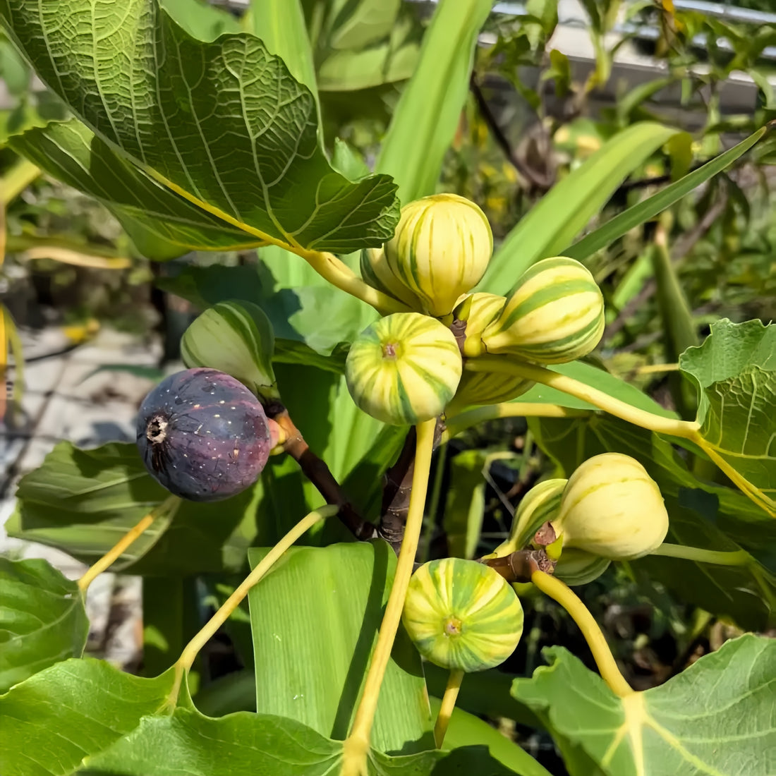 Rainbow Fig Tree BNR with striped yellow-green to purple-red fruit