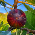 Rainbow Fig Tree BNR with striped yellow-green to purple-red fruit